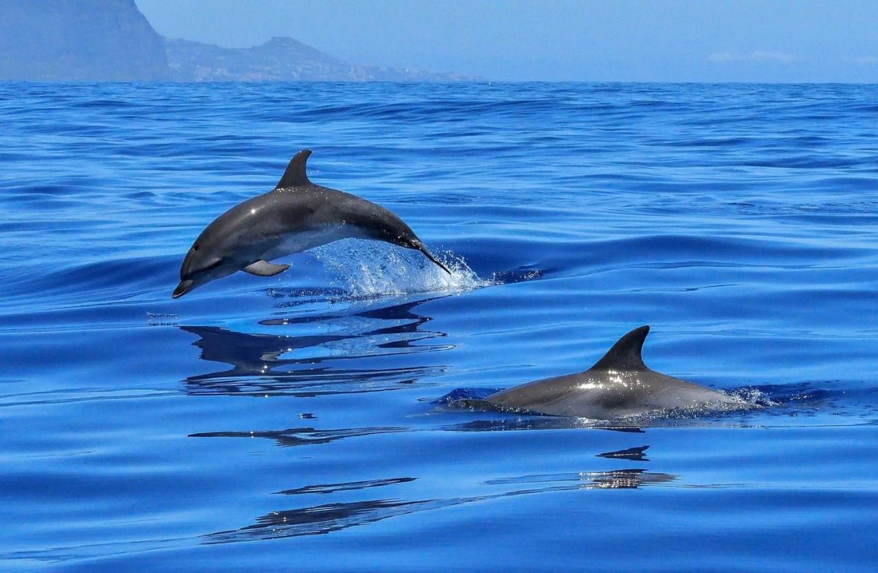 Apartamento Incleibles Vistas Al Oceano Y Piscina. Acantilado de los Gigantes Екстериор снимка